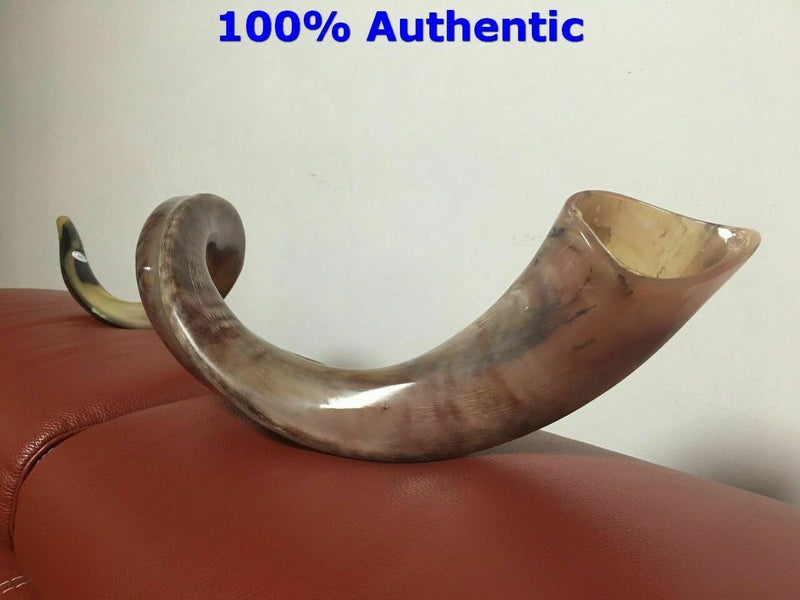 Kudu Yemenite HORN SHOFAR Kosher HELF Polished approx 45"-46" judaica israel