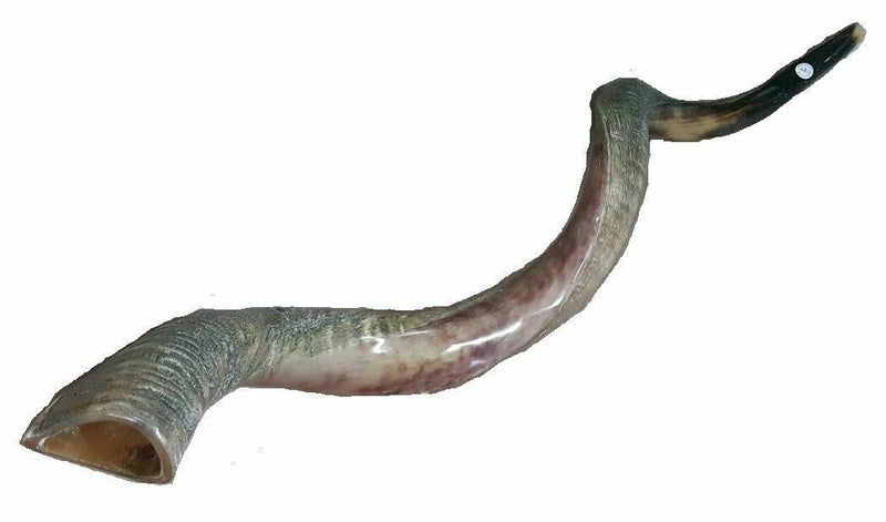 Sale For Yemenite shofar kudu horn Chofar 49." (125CM) Half Natural VERY RARE!!