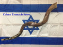Kudu Yemenite HORN SHOFAR Kosher full Polished approx 49" judaica israel