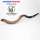 Yemenite shofar kudu horn.45" natural. Starting Notes: E+-,F+-,G+- and more