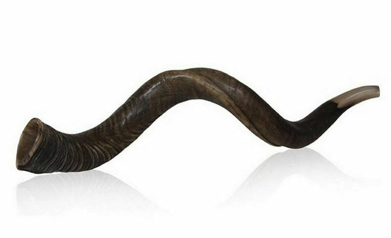Yemenite shofar kudu horn.45" natural. Starting Notes: E+-,F+-,G+- and more