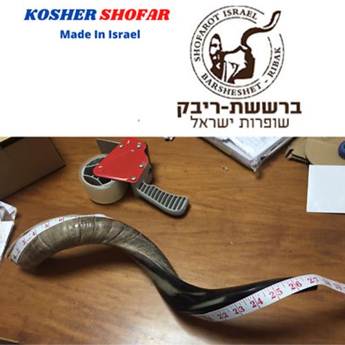 Half polished natural Judaica Kosher 60-70 cm Yeninite Kudu Shofar horn Israel