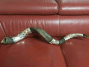 Amazing Silver - plated 44"- 45" Yemenite Horn Shofar Kudu Lion