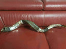 Amazing Silver - plated 44"- 45" Yemenite Horn Shofar Kudu Lion
