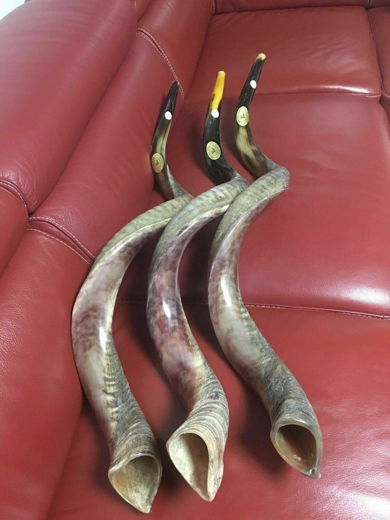Sale For 3 Yemenite shofar kudu horn Chofar 49" (125CM) Half Natural VERY RARE!!