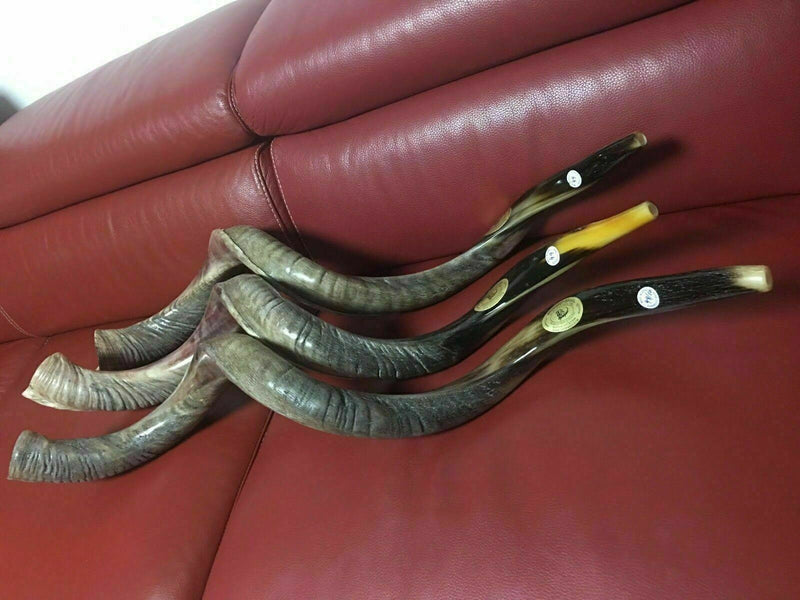 Sale For 3 Yemenite shofar kudu horn Chofar 49" (125CM) Half Natural VERY RARE!!