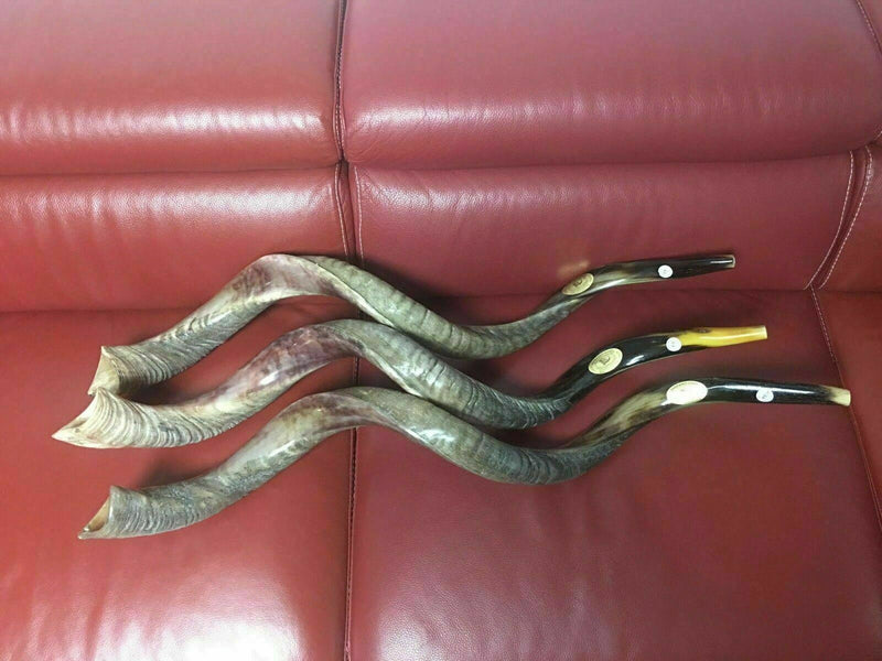 Sale For 3 Yemenite shofar kudu horn Chofar 49" (125CM) Half Natural VERY RARE!!