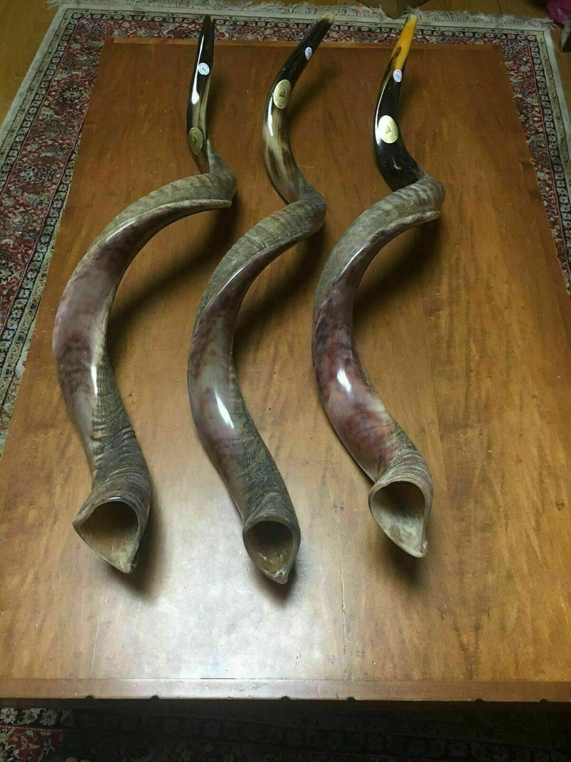 Sale For 3 Yemenite shofar kudu horn Chofar 49" (125CM) Half Natural VERY RARE!!