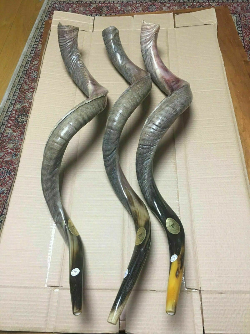 Sale For 3 Yemenite shofar kudu horn Chofar 49" (125CM) Half Natural VERY RARE!!