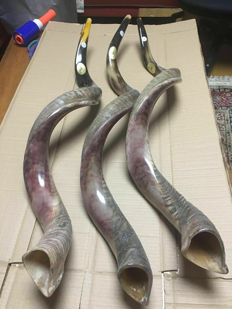 Sale For 3 Yemenite shofar kudu horn Chofar 49" (125CM) Half Natural VERY RARE!!