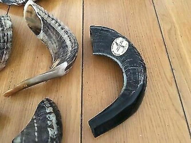 Natural Ram Horn Shofar with Curved Top and Ridges Ship From Israel