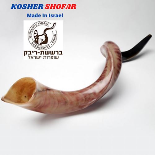 Kudu Yemenite HORN SHOFAR Kosher full Polished approx 49" judaica israel