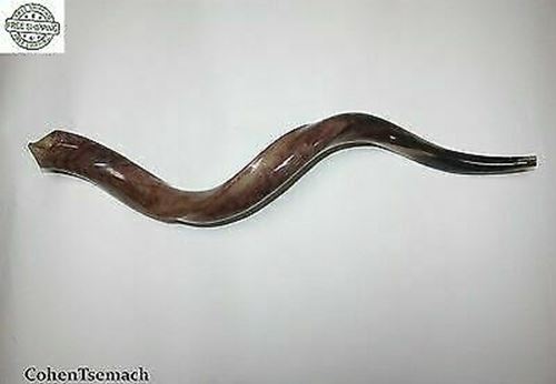 Kudu Yemenite HORN SHOFAR Kosher full Polished approx 28"-31" judaica israel