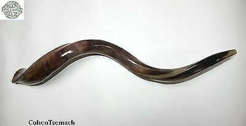 Kudu Yemenite HORN SHOFAR Kosher full Polished approx 28"-31" judaica israel