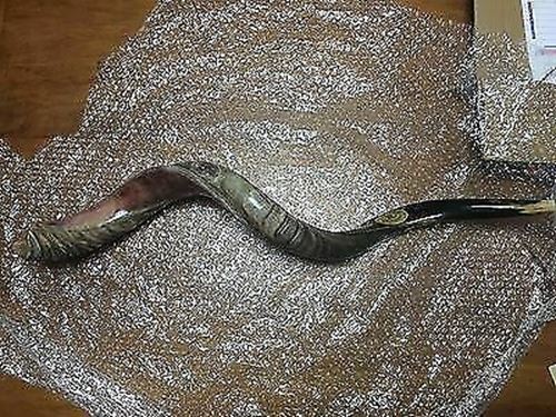 Kudu Yemenite HORN SHOFAR Kosher full Polished approx 28"-31" judaica israel