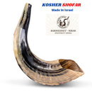 12" NEW - 1 Kosher Authentic Ram Kosher Horn Shofar Polished shipped form Israel