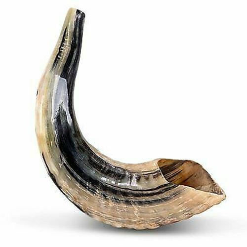 12" NEW - 1 Kosher Authentic Ram Kosher Horn Shofar Polished shipped form Israel