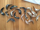 12" NEW - 1 Kosher Authentic Ram Kosher Horn Shofar Polished shipped form Israel