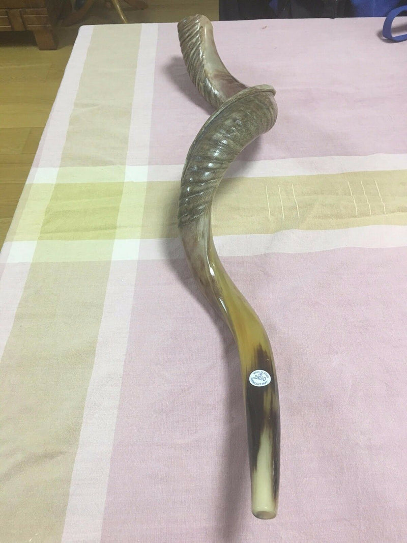 Amazing Kudu Yemenite SHOFAR Horn Kosher Full Natural From Israel 36"-38 Judaica