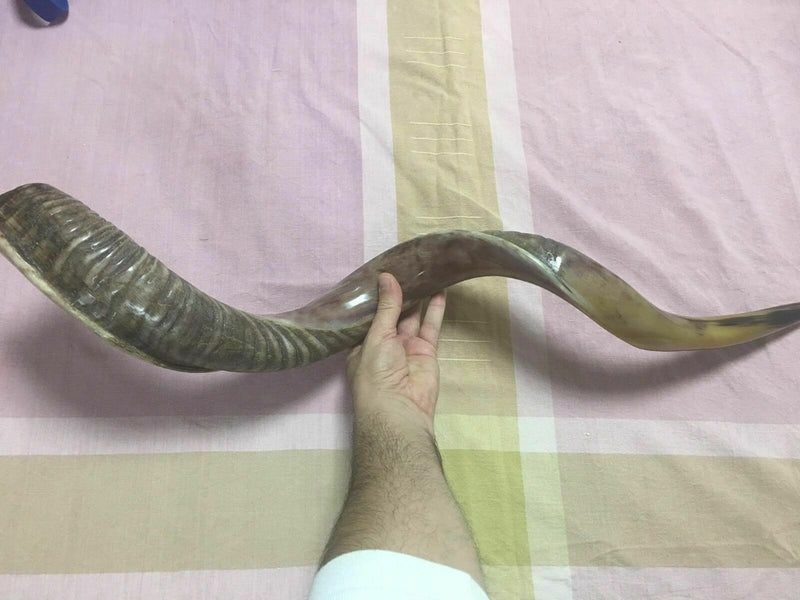 Halb poliertes natürliches Judaica Koscher 60-70 cm Yeninite Kudu Shofar...