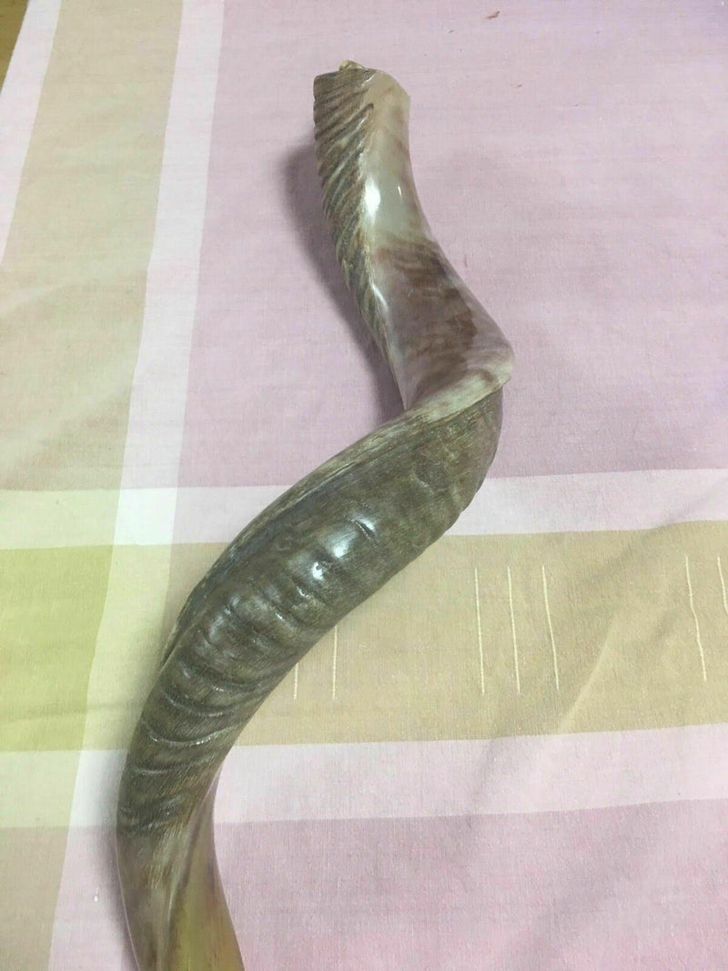 Halb poliertes natürliches Judaica Koscher 60-70 cm Yeninite Kudu Shofar...