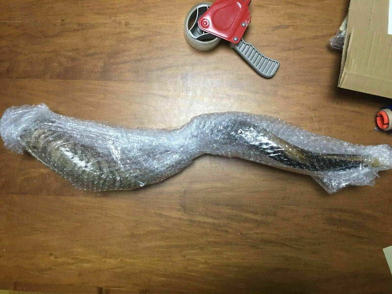 Halb poliertes natürliches Judaica Koscher 60-70 cm Yeninite Kudu Shofar...