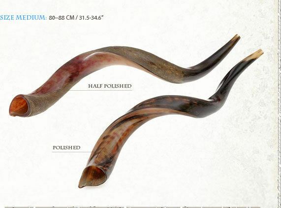 Kudu Yemenite HORN SHOFAR Casher complet Poli approx32 &quot;-34&quot;...