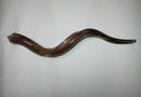 Kudu Yemenite HORN SHOFAR Casher complet Poli approx32 "-34"...