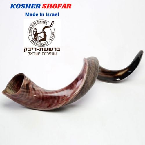 Kudu Yemenite Shofar Horn Kosher Half Polished Israel 35-36" from Israel