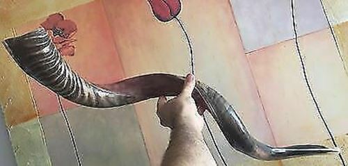 Kudu Yemenite Shofar Horn Kosher Half Polished Israel 35-36" from Israel