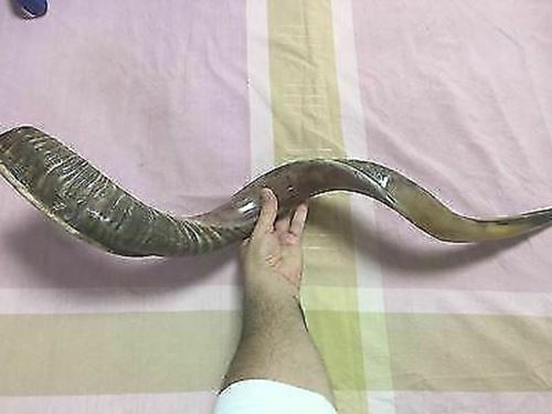 Kudu Yemenite Shofar Horn Kosher Half Polished Israel 35-36" from Israel