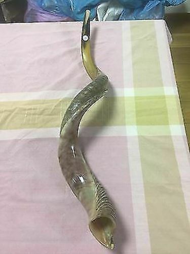 Kudu Yemenite Shofar Horn Kosher Half Polished Israel 35-36" from Israel