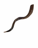 Kudu Yemenite Shofar Horn Kosher Half Polished Israel 35-36" from Israel