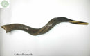 Amazing Kudu Yemenite SHOFAR Horn Kosher Full Natural From Israel 32 Judaica