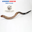 Amazing Kudu Yemenite SHOFAR Horn Kosher Full Natural From Israel 32 Judaica