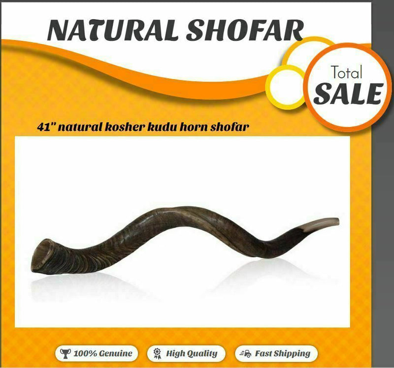 Amazing Kudu Yemenite SHOFAR Horn Kosher Full Natural From Israel 32 Judaica