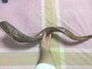 Amazing Kudu Yemenite SHOFAR Horn Kosher Full Natural From Israel 32 Judaica