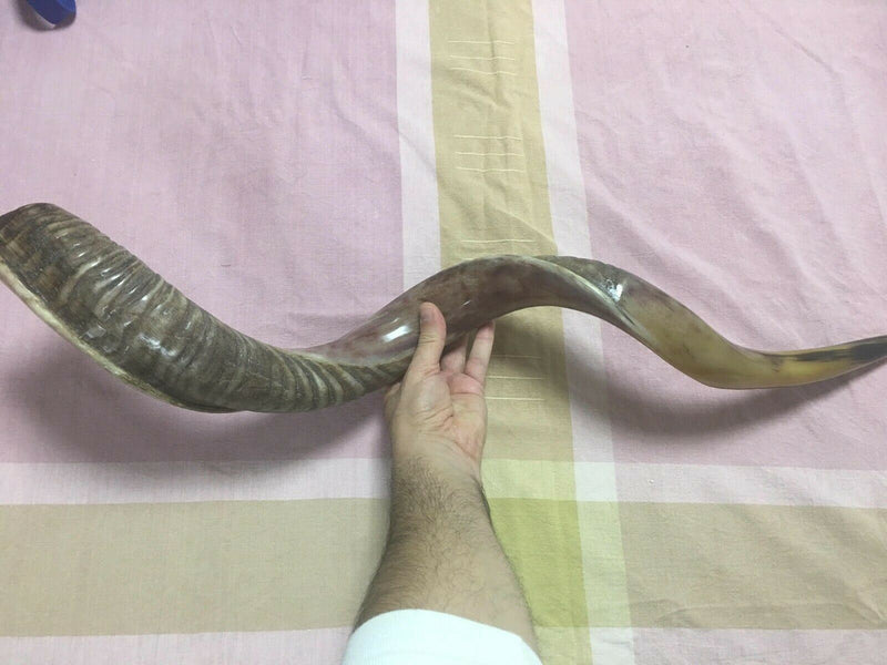 Amazing Kudu Yemenite SHOFAR Horn Kosher Full Natural From Israel 32 Judaica