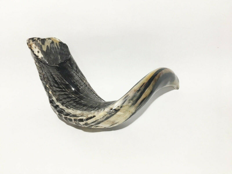 Ram SHOFAR Horn Kosher Natural 19"-21" Judaica