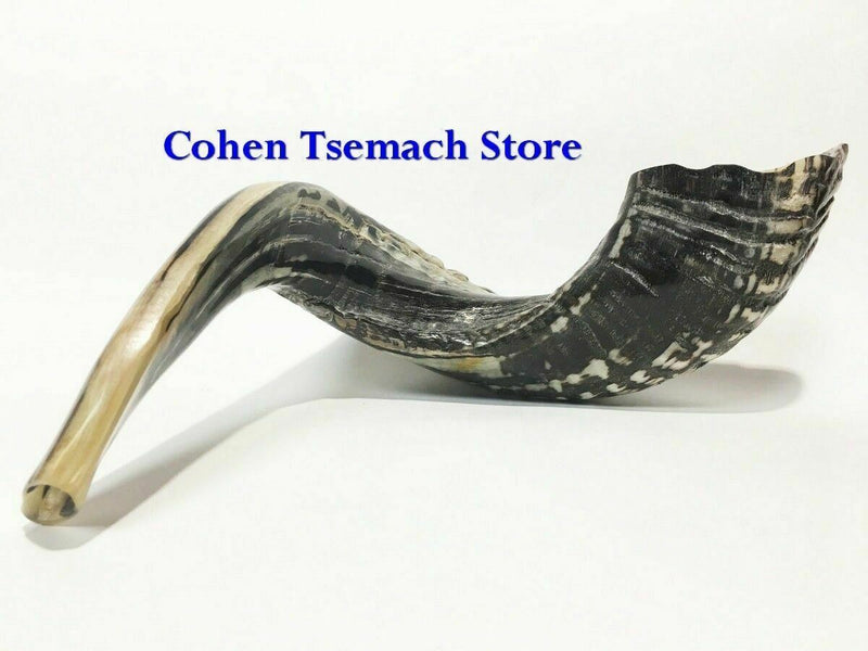 Ram SHOFAR Horn Kosher Natural 19"-21" Judaica