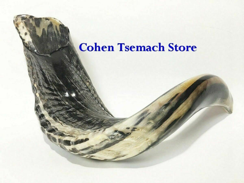 Ram SHOFAR Horn Kosher Natural 19"-21" Judaica