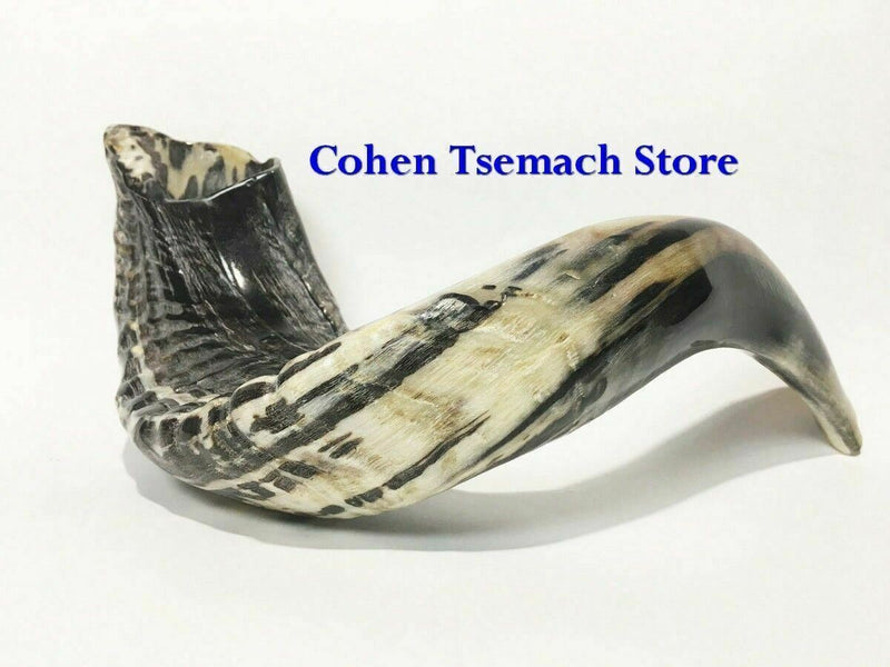 Ram SHOFAR Horn Kosher Natural 19"-21" Judaica