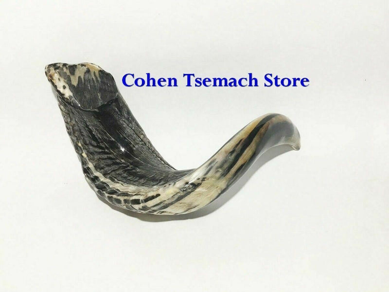 Ram SHOFAR Horn Kosher Natural 19"-21" Judaica