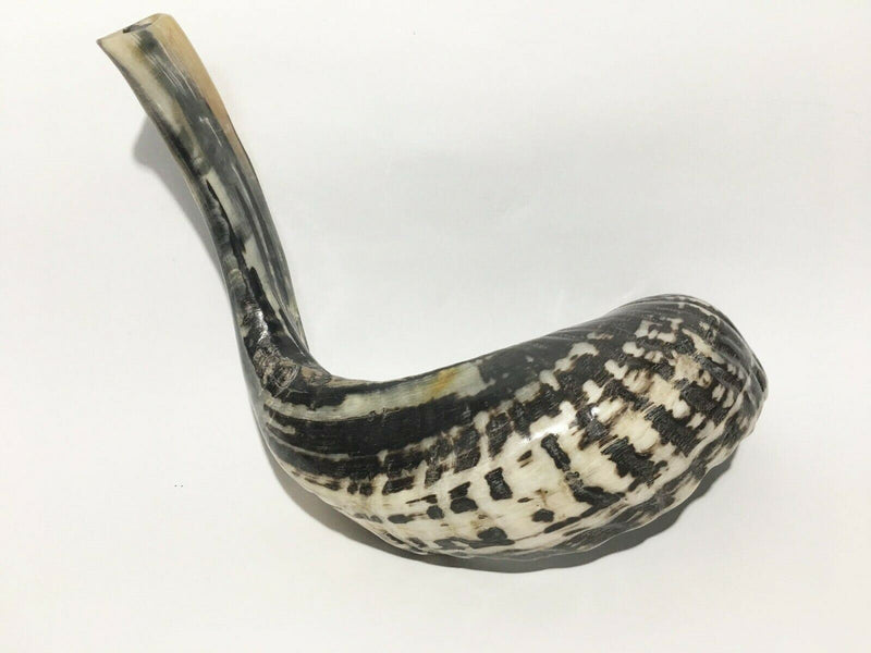 Ram SHOFAR Horn Kosher Natural 19"-21" Judaica