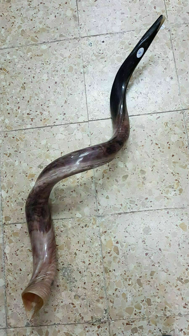 Jumbo Yemenite Kudu Shofar full Polished approx 49" judaica israel