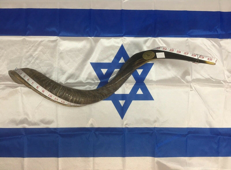 Kudu Yemenite HORN SHOFAR Kosher HELF Polished approx 45"-46" judaica israel