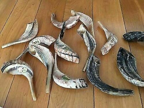 Natural Ram Horn Shofar with Curved Top and Ridges Ship From Israel