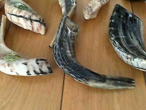 Natural Ram Horn Shofar with Curved Top and Ridges Ship From Israel