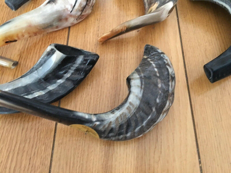 Natural Ram Horn Shofar with Curved Top and Ridges Ship From Israel