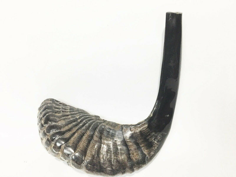 Ram SHOFAR Horn Kosher Natural 12"-14" Judaica